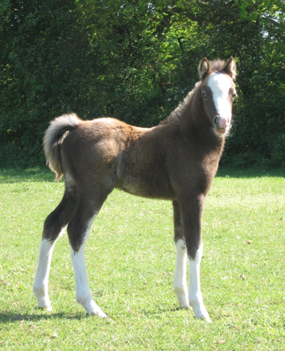 Sunwillow Colt