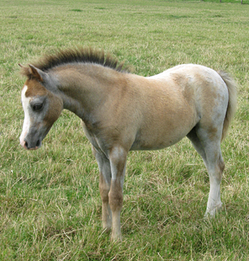 Sunwillow Filly