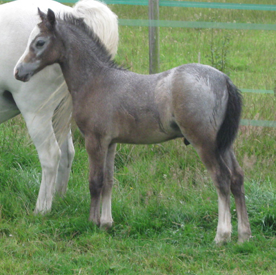 Sunwillow Sirocco