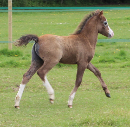 Sunwillow Colt