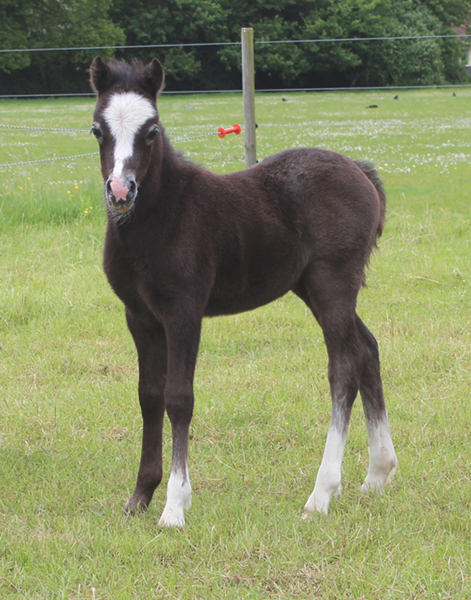 Sunwillow Filly