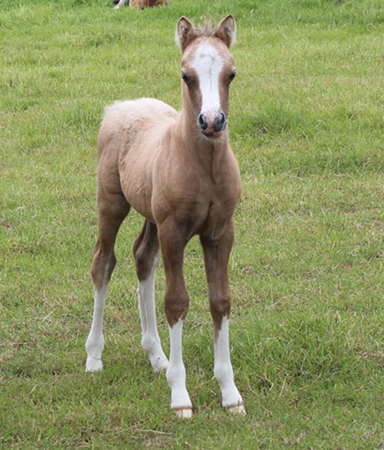 Sunwillow Colt