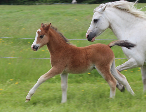 Sunwillow Colt