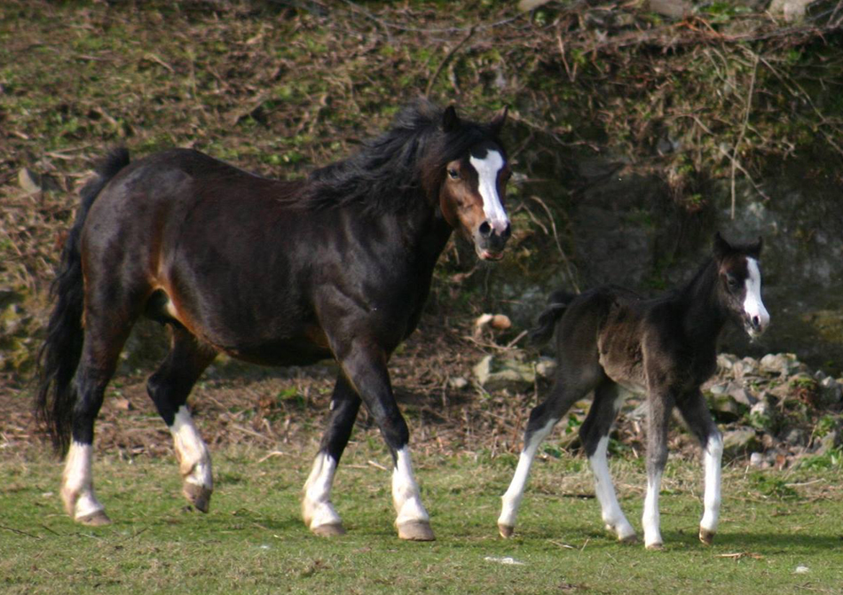 colt foal