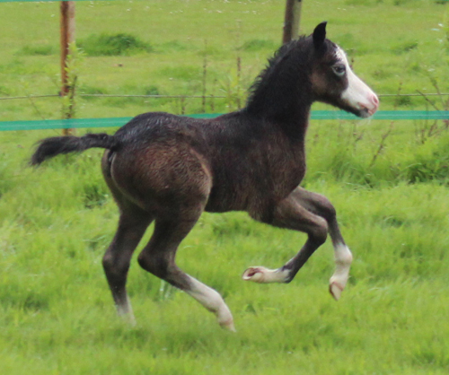 colt foal
