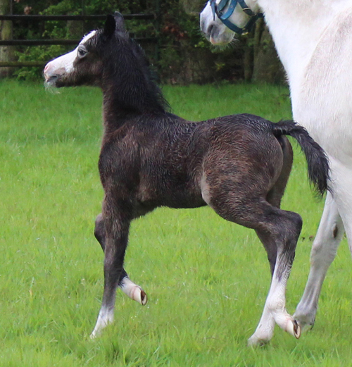 colt foal