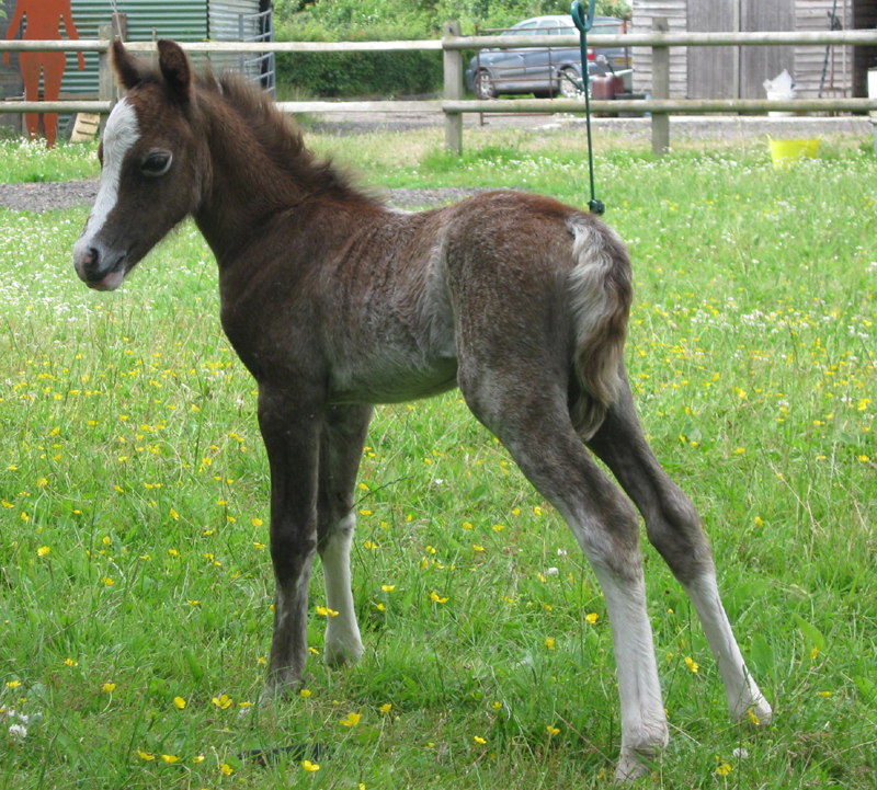 Filly foal