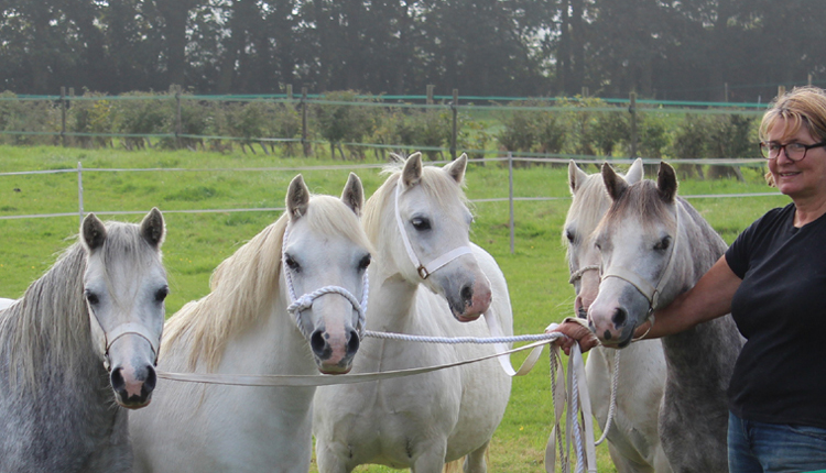 Coed Coch Salsbri x Sunwillow Bernina line