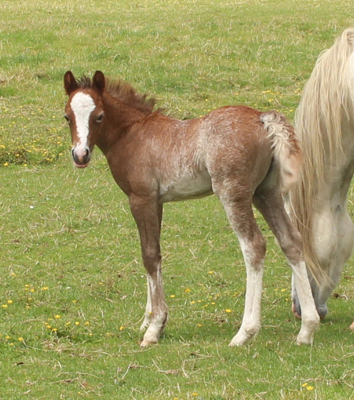 Sunwillow Filly