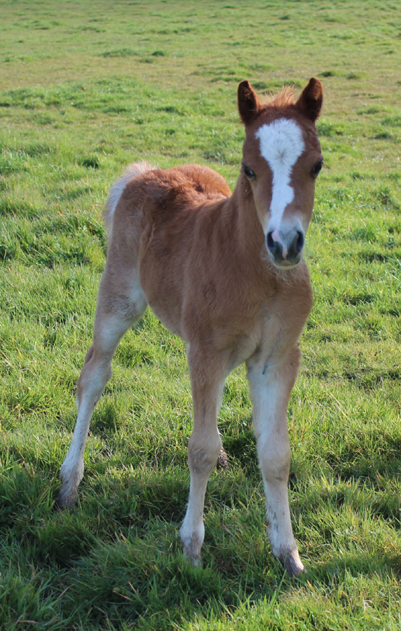 Sunwillow Colt