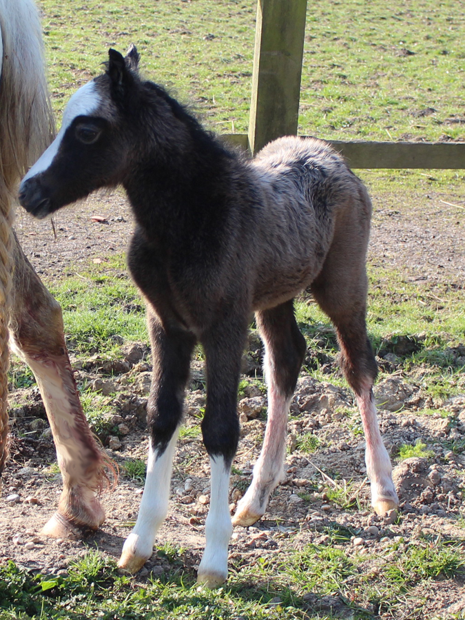 Sunwillow colt