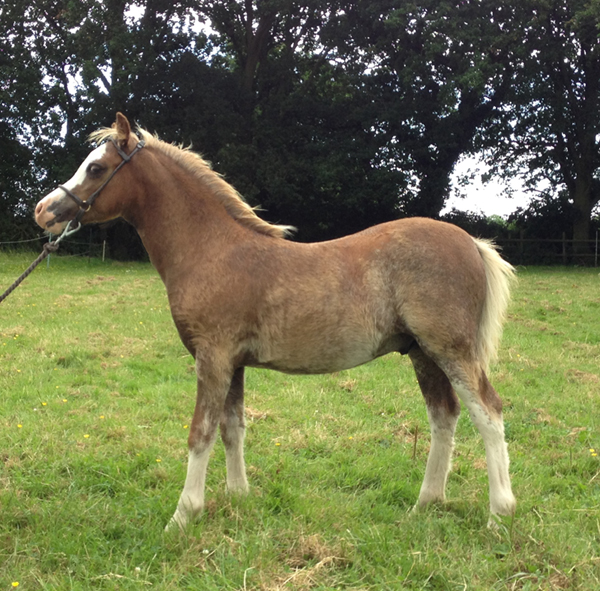 Sunwillow Colt