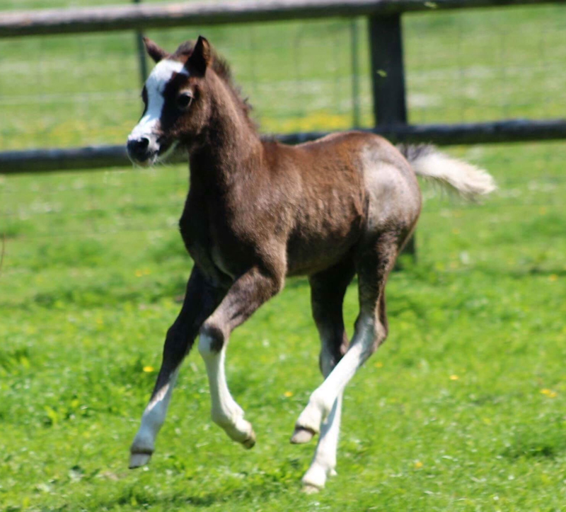 Sunwillow Colt