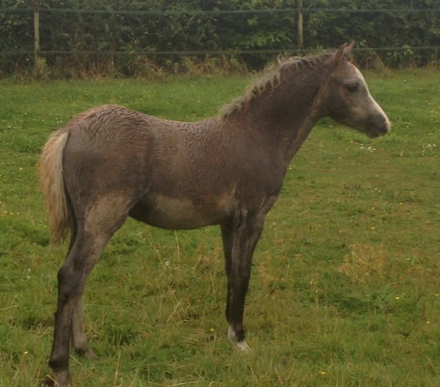 Sunwillow Filly