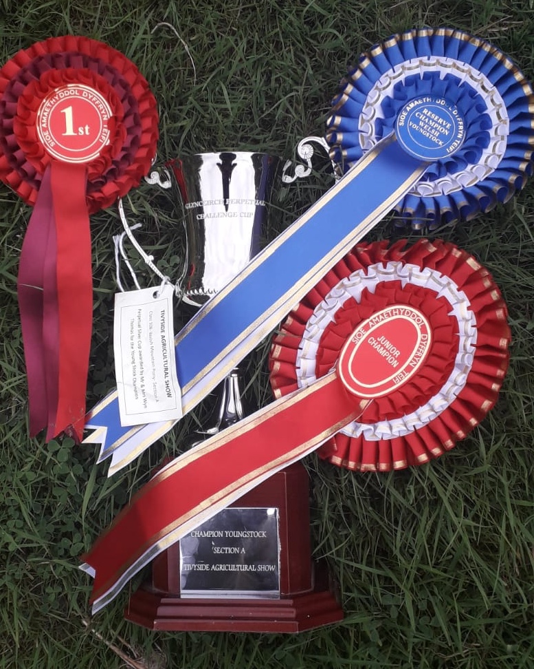 Sunwillow Zsa Zsa Gabor