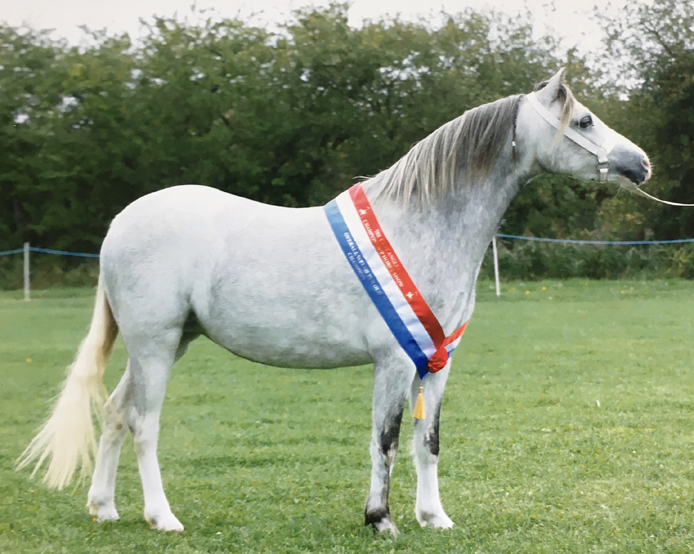 Sunwillow Zsa Zsa Gabor