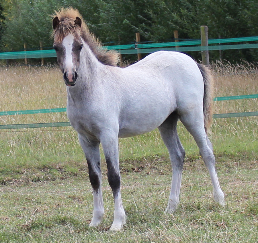 Sunwillow Filly
