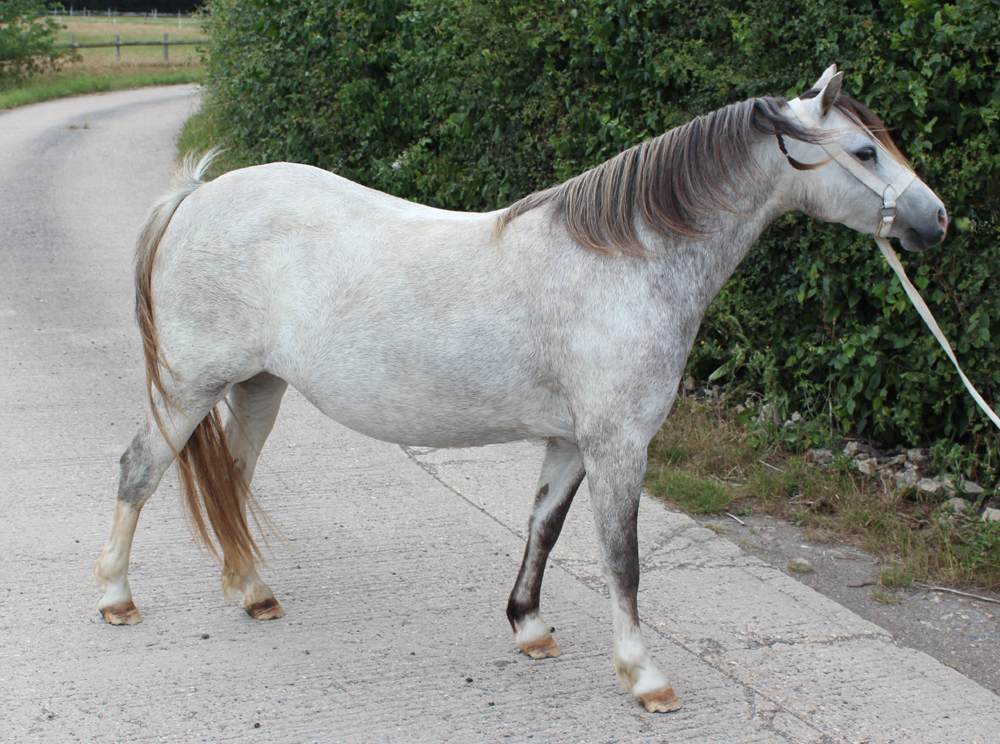 Sunwillow Yesteryear