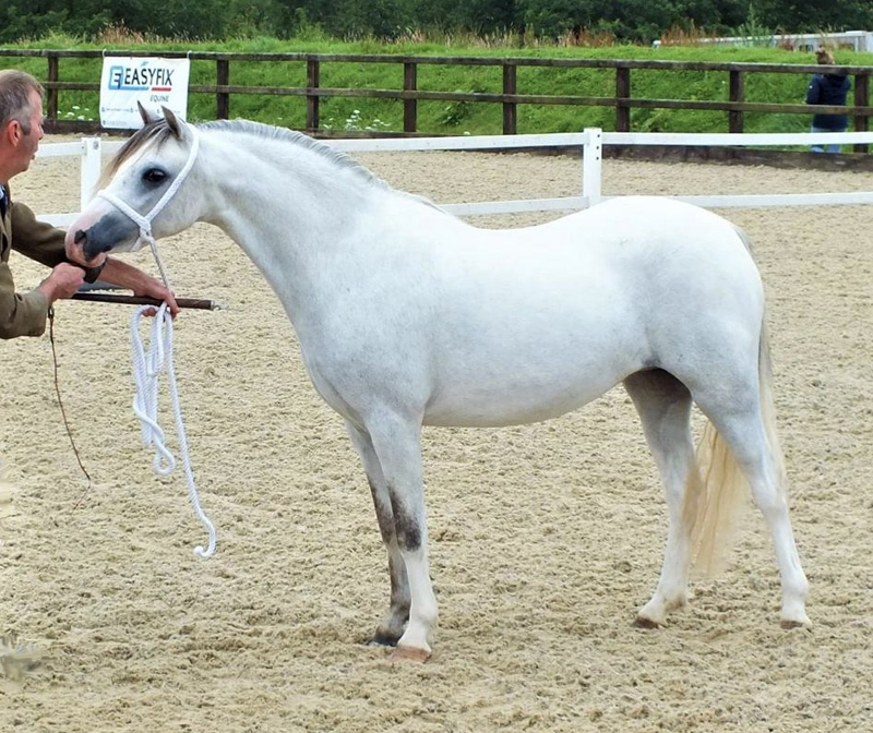 Sunwillow Zsa Zsa Gabor