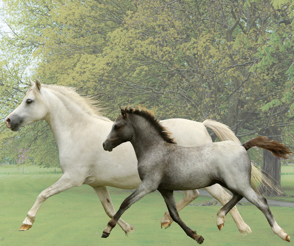 Sunwillow Tulloona and Conil