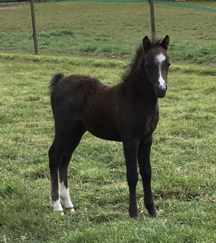 Sunwillow Colt