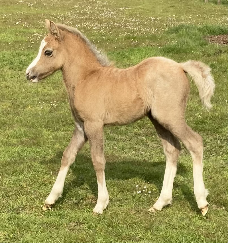 Sunwillow Filly