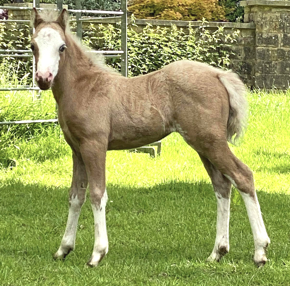 Sunwillow Filly