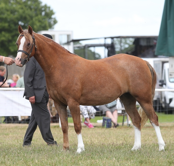 Heniarth To-wit To-woo