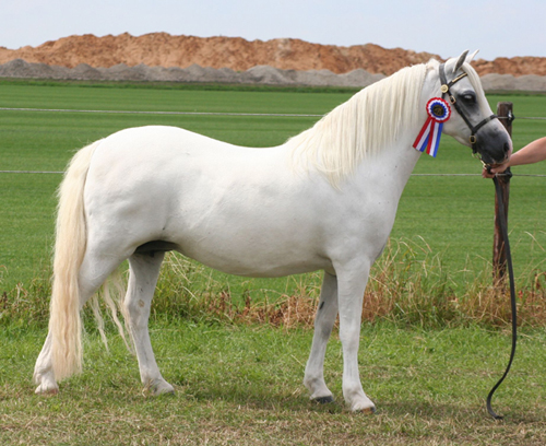 Heniarth Yabadabadoo